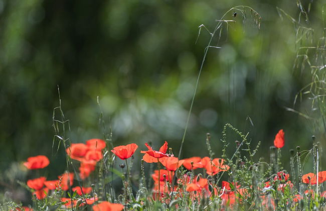 Hotel Monnàber Vell - Foto 41