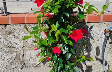 Villetta dei nonni - Foto 13