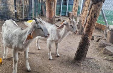 Domek Adam - Jacuzzi dodatkowo płatne - Foto 47