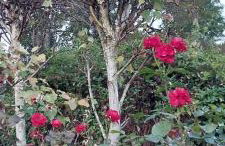 Szumią Dęby - Marcyporęba - Photo 39