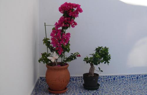 Bouganville Studios Stegna - Foto 73