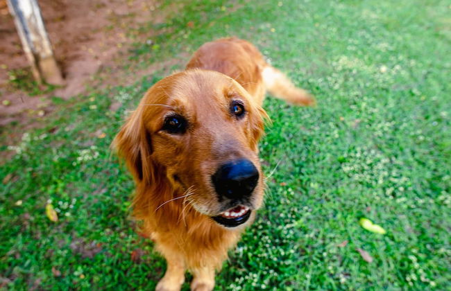 Sítio com piscina e lagoa particular - Photo 35