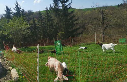 Gutshof und Ferienwohnung Proft - Foto 32
