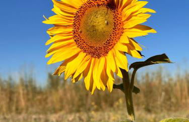 Los Tres Hórreos - Foto 15