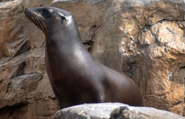 Billet pour Madame Tussauds + SEA LIFE® Orlando - Photo 6