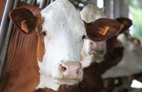 Agriturismo Borg da Ocjs - Photo 36