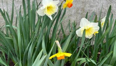 Le Hameau du Peu - Photo 3