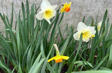 Le Hameau du Peu - Foto 3