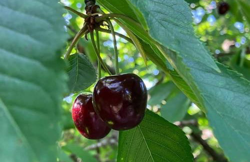 Gite l'Échapée Belle dans les Vosges - Foto 39