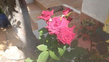 El Madroño de la Encantada - Foto 2, Garden