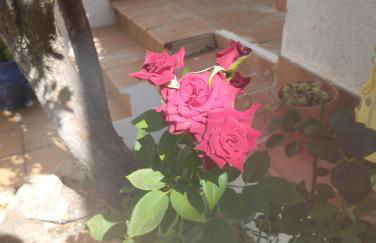 El Madroño de la Encantada - Foto 2