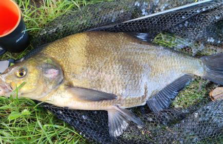 Piotiwo D1 - Foto 26