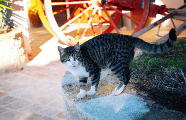 Masseria Pilano - Foto 52