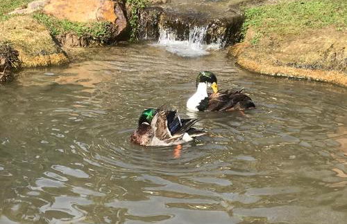 Quinta da Vinha do Souto - Foto 32