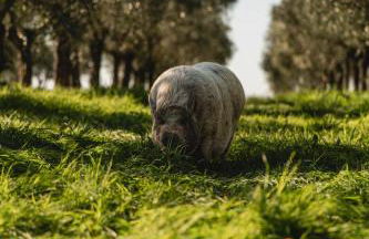 Agriturismo Sole - Foto 44