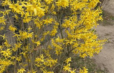 Waldtraum Wandlitzsee - Foto 5