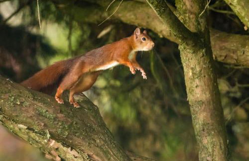 Tan Twr Farm Cottage - Foto 26