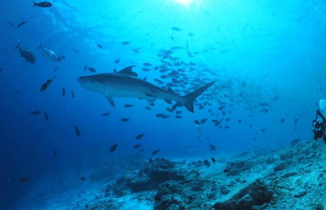 Alafehi Retreat Luxury Villas with Pool Access - Foto 55