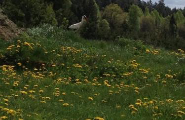 Jabłkowo-na skraju Puszczy Boreckiej ŚNIADANIA W CENIE - Foto 65