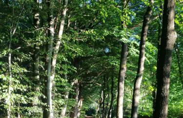 Casa Foresta - minimalistisches 1-Raum Tiny House direkt am Wald - Foto 18