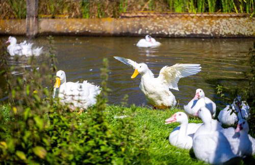 Waldblick Ferienhof Wolschendorf - Foto 15