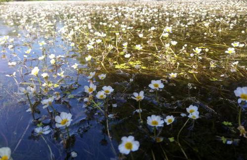 Ferienglück im Schwarzwald - Foto 25