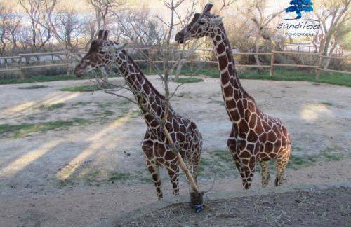 Mobilhome Loulousab10 Vacances cosy en famille chiens bienvenus - Foto 20