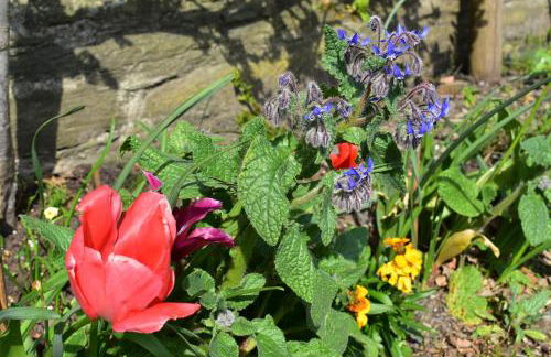 Cardigan Castle - Foto 12