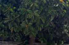 Janis Home - Foto 14