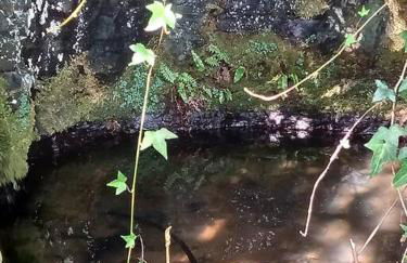 Tan y coed's Rosemary Cabin - Photo 18
