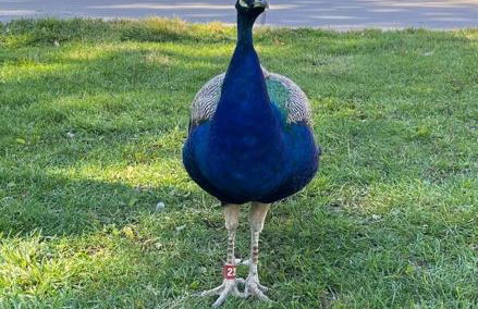 Saguaro at Cactus Flower-HOT TUB-Pet Friendly-No Pet Fees! - Foto 54