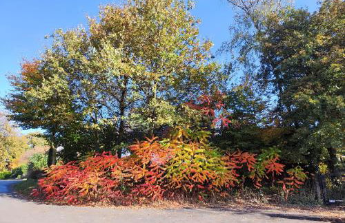 Nikis FeWo an den Dörenther Klippen - Foto 22