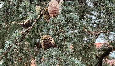 GRANDMA MARY Appartamento nel verde con Ascensore Balcone AC Internet Veloce GIUDECCA VENEZIA - Foto 3, Garden