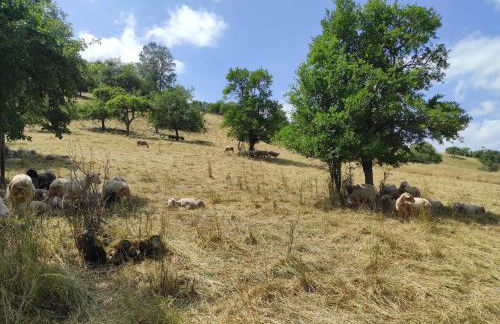 TOP Ferienhaus im Schwarzwald - Foto 17