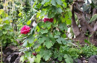 Casa Macchia - Foto 14