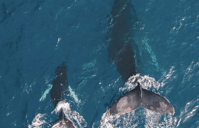 Container w Pool Backyard Parking BBQ Kitchen More in Playa Potrero - Photo 31