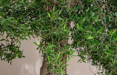 Haus Helga - Foto 46