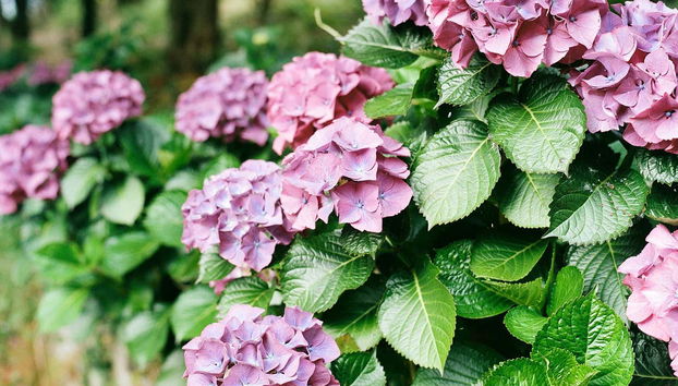 Disfrutando de la belleza del bosque
