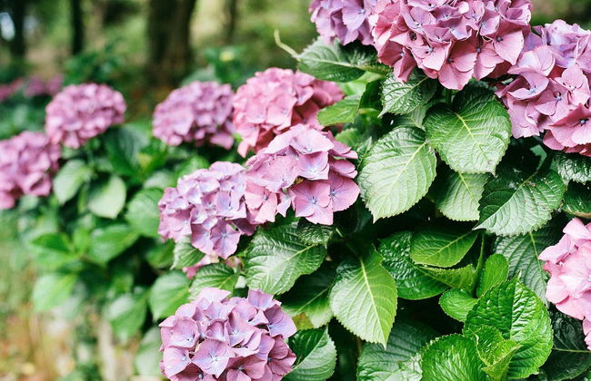 Fonte Baxa Garden Guided Tour - Foto 3