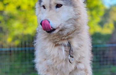 Le Ranch Normand - Foto 40