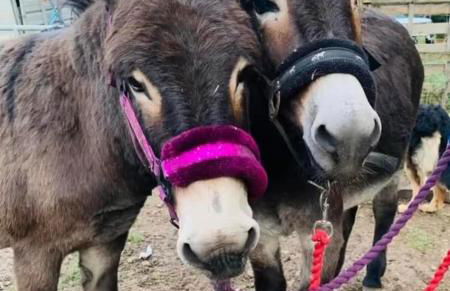 Stables 2bed farm stay private firepit bbq - Foto 16