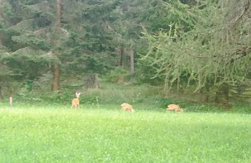 Bellamonte Villa Larici primo piano - Foto 28