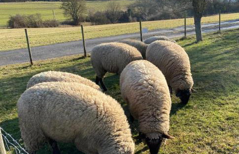 Paradies in der Vulkaneifel mit Panorama-Blick - Foto 30