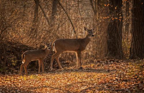 RiverEdge Haven Hot Tub, 5 Beds, Kayaks Near ND - Foto 65