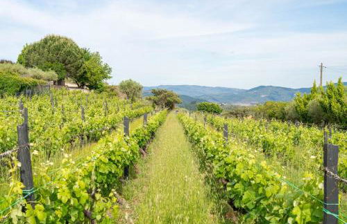 Casa do Vale - Retreat in the Douro Vineyards - Photo 19