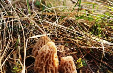 Villa unique, 50 mètres du jardin au lac - Photo 53