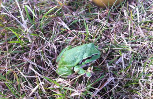 Ferienwohnungen Dargatz - Foto 33