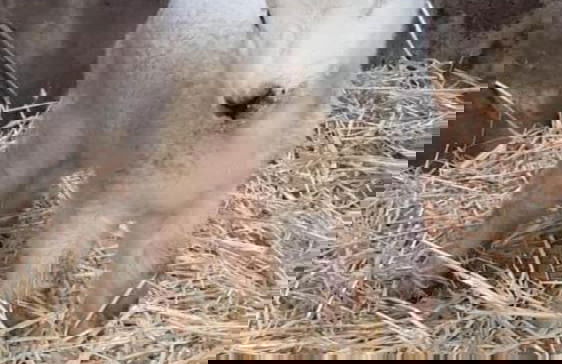 The Cuddly Cow Cosy Barn Studio Campview Farm Stay - Foto 22