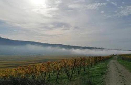 Ferienwohnungen Felten in Minheim - Foto 42