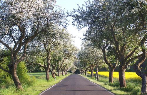 Ferien in Himmelpfort - Foto 14